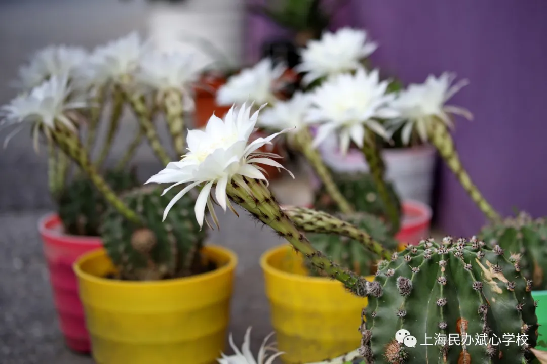 仙人球花赞——我很丑可是我很温柔（上海斌心学校）