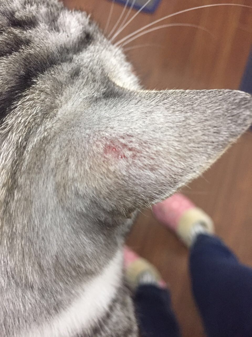 藓清(一般),复方克霉唑乳膏(推荐):治疗猫藓复