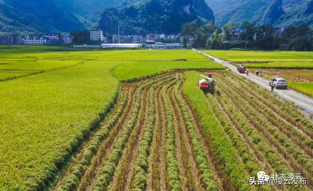 "的要求,对沙里瑶族乡率先实行烟稻轮作,在同一块稻田内先种植烟草