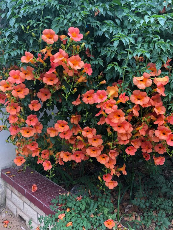 6种漂亮花,一年长成“遮阳棚”,能赏花,能挂果,又凉快