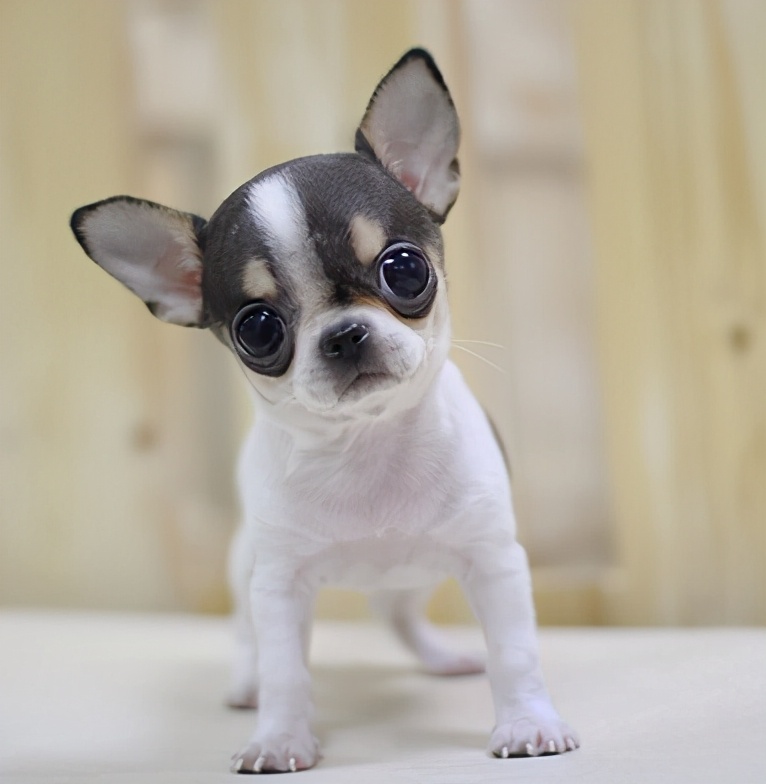 世界上最小的狗：拳头大小，还拿下了吉尼斯