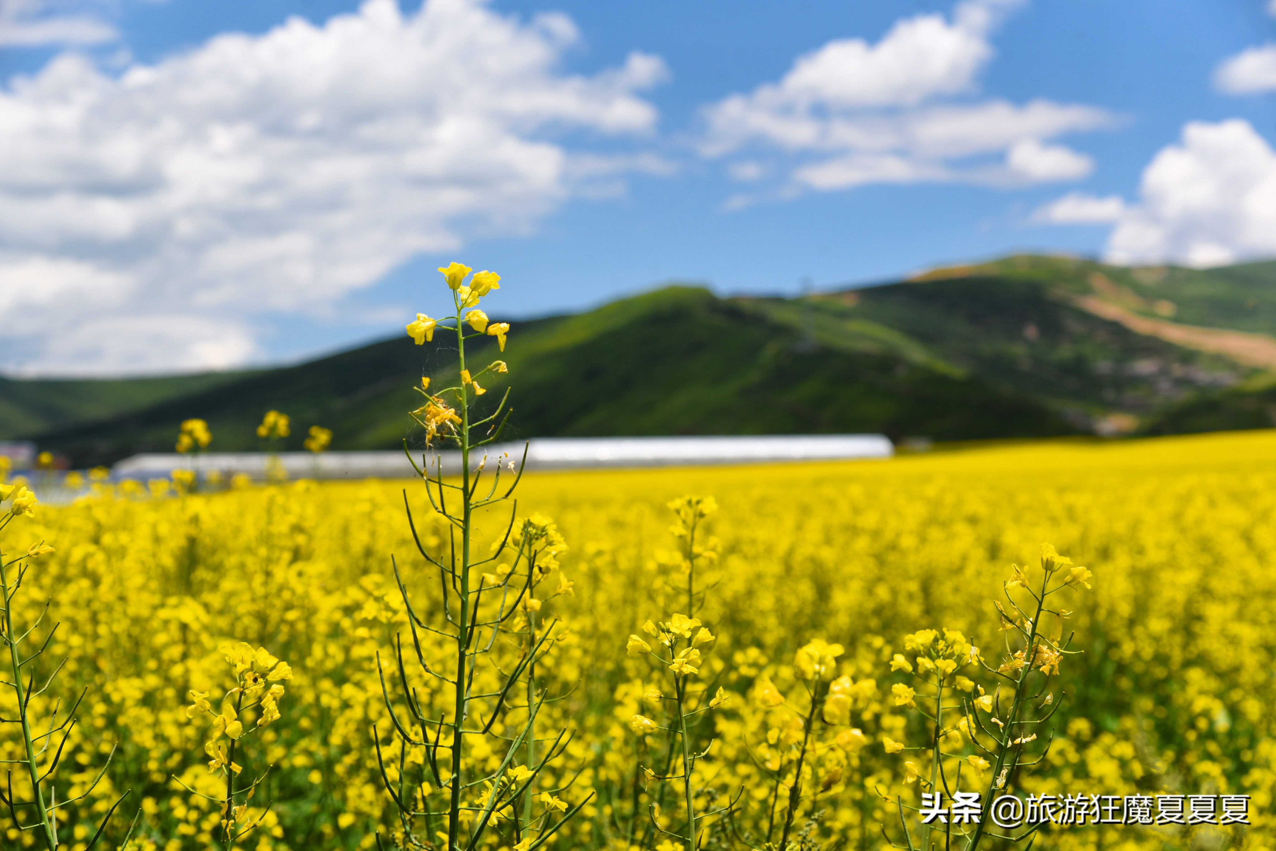 川西版“普罗旺斯”，3300亩薰衣草接连成片，八月还能看到油菜花