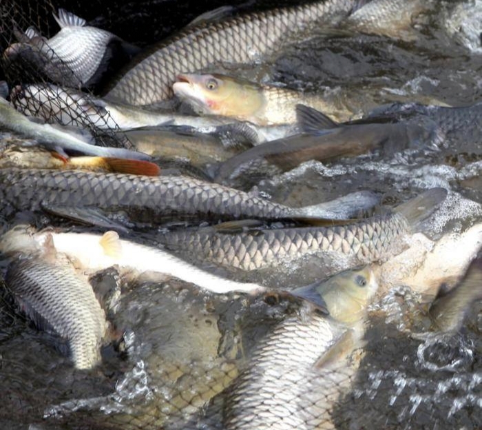 承包鱼塘（承包20亩鱼塘来养殖四大家鱼）