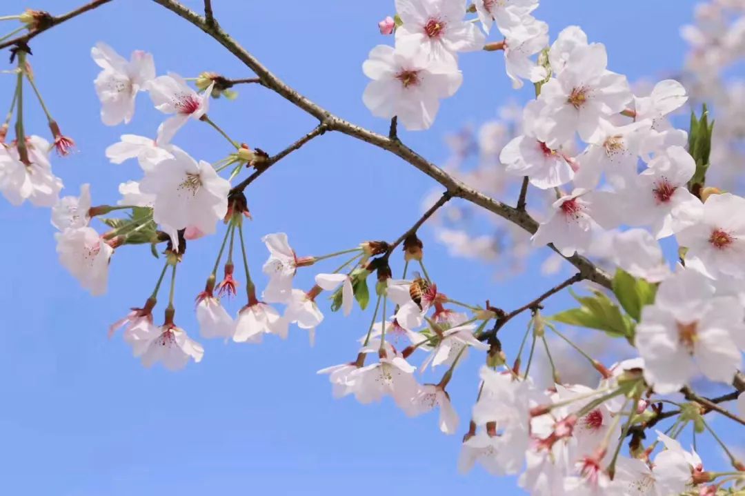 诗词丨一朵浅花，一只蜂来，采撷蜜甜