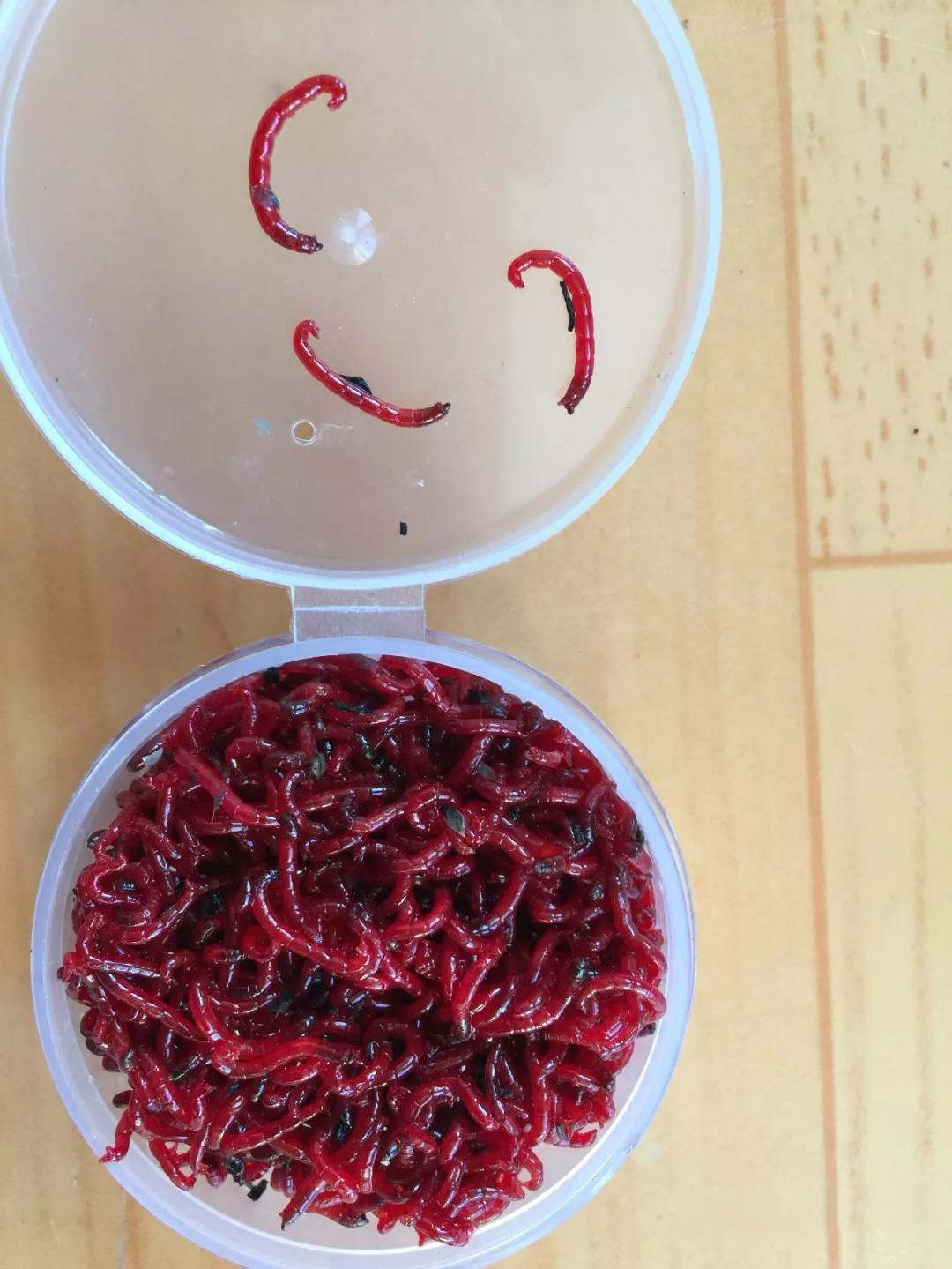 观赏鱼最爱的饲料之一｜红虫是什么？怎么喂鱼儿更爱吃长得更好？