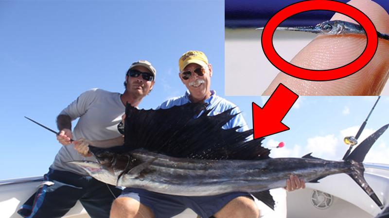 海怪怎么吃(能刺穿潜艇)