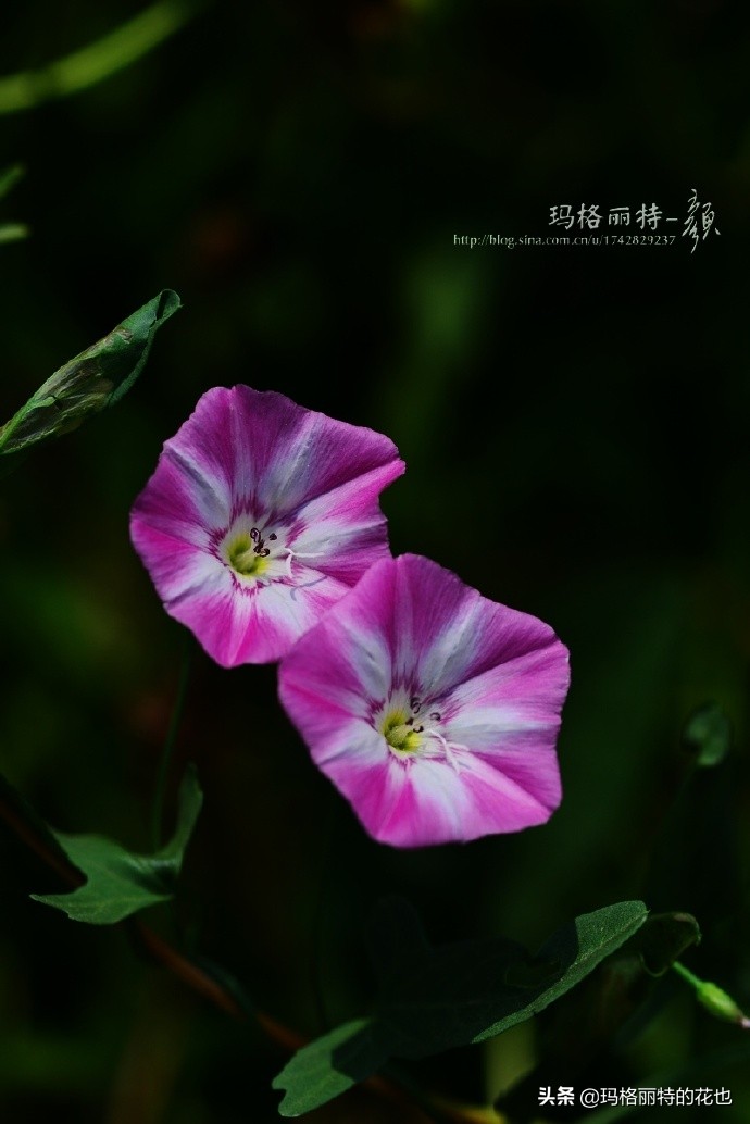 这些野牵牛花和圆叶牵牛不同的是它们的叶子的戟叶型的,似乎更喜欢