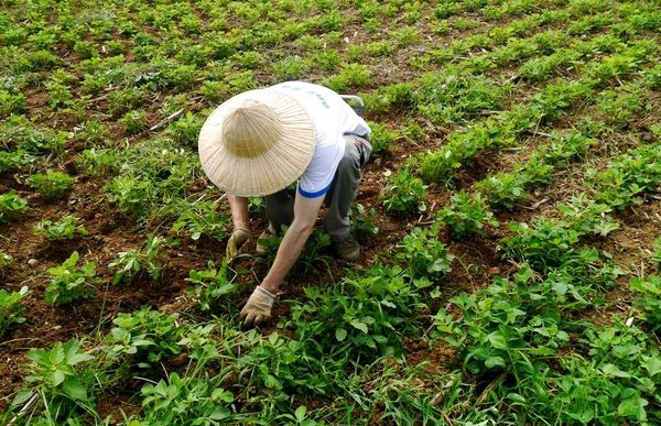 薅怎么读？薅读hāo，是去掉之意-第3张图片