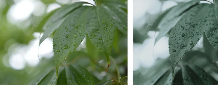 雨天做后期，还得绿一点