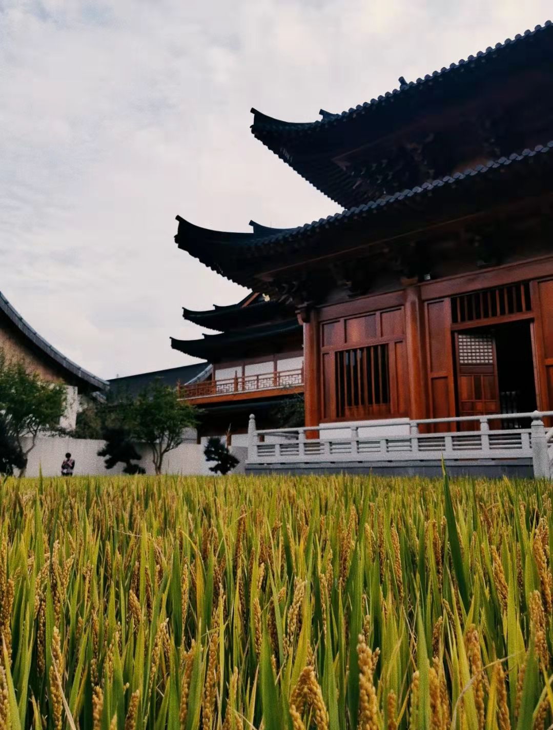 宁波秋游，这三个秋日限定的小“网红”景点，提前收藏码住