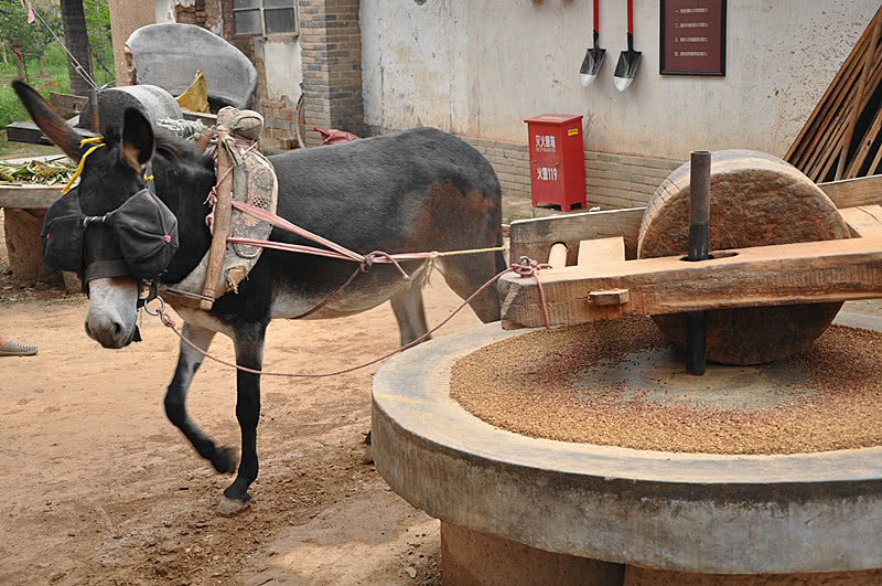 关于小毛驴的朋友圈说说配图「霸气」 _qq说说网