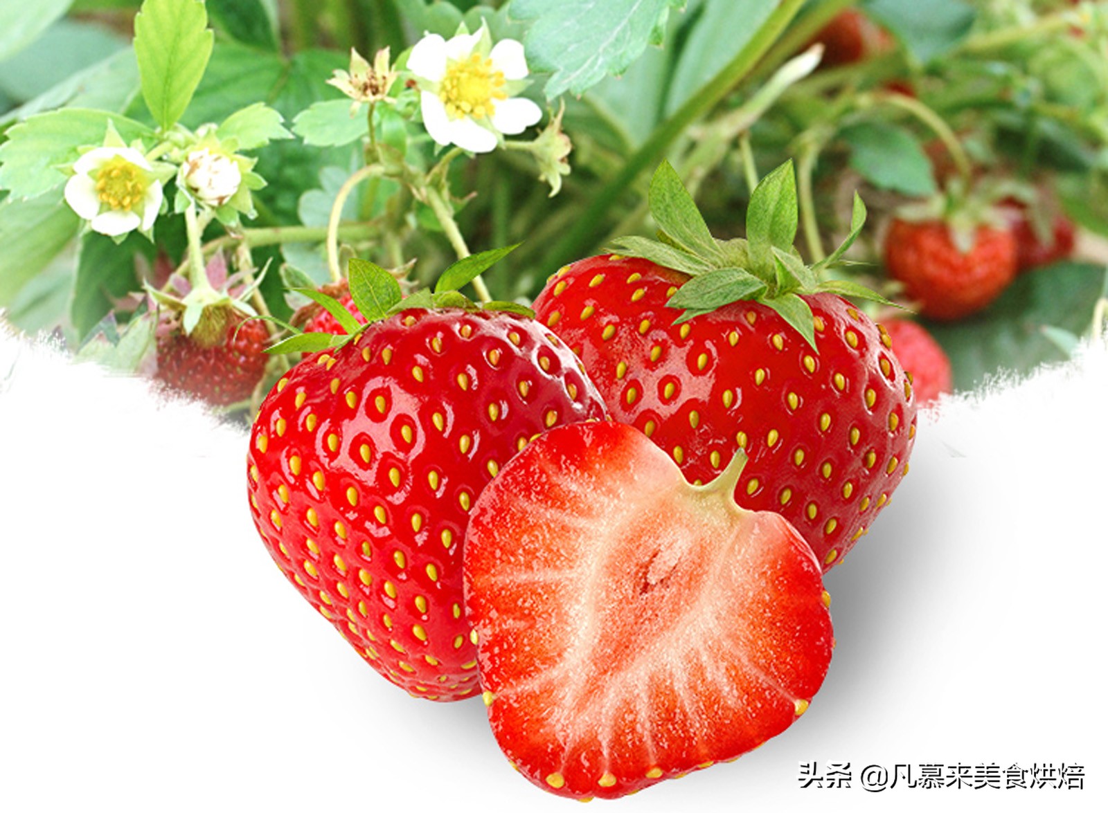 24种常见草莓品种，中国20大草莓产地？哪里的草莓最好吃？