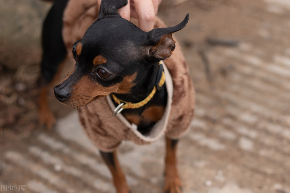 小鹿犬的优缺点、怎样使用正确的训练方法改掉小鹿犬的坏习惯？