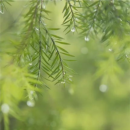 雨天做后期，还得绿一点