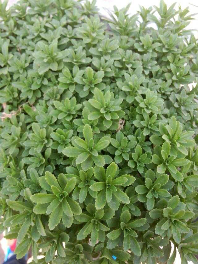 田七主要病害及防治药剂筛选,了解这些知识,就会获得较高产量!