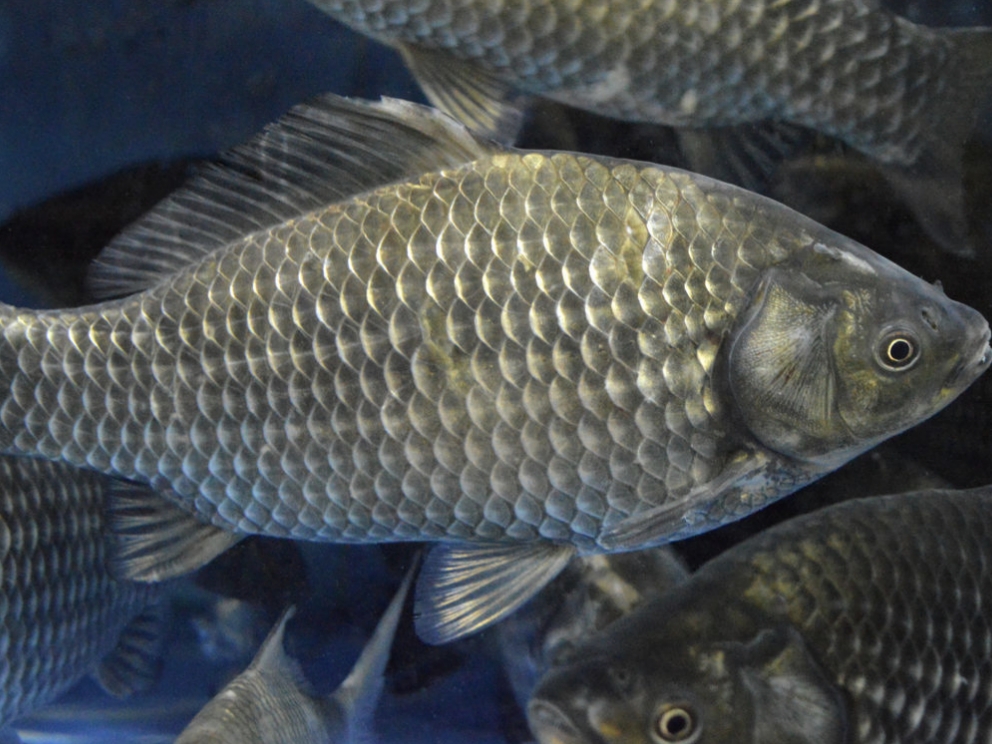 以下步驟就是有關養殖大鯽魚的方法