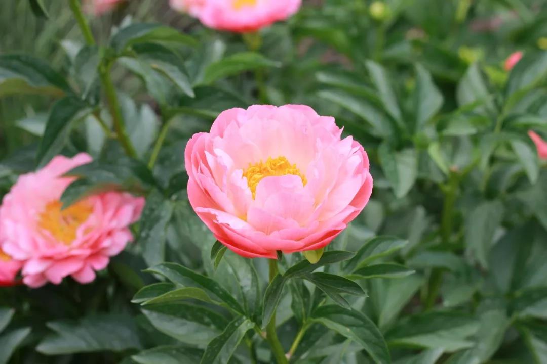 15种开在春天的花15种开在春天的花名字