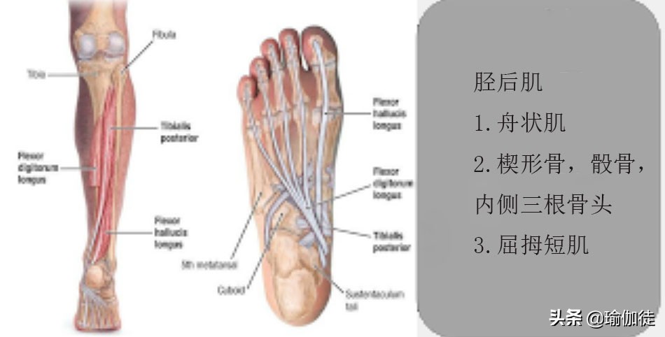 找回属于自己的足弓，揭开足弓塌陷的秘密