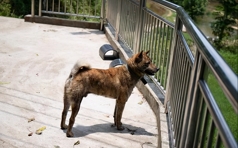 中国十大本土犬种盘点：中华田园犬、藏獒、哈士奇等名犬介绍