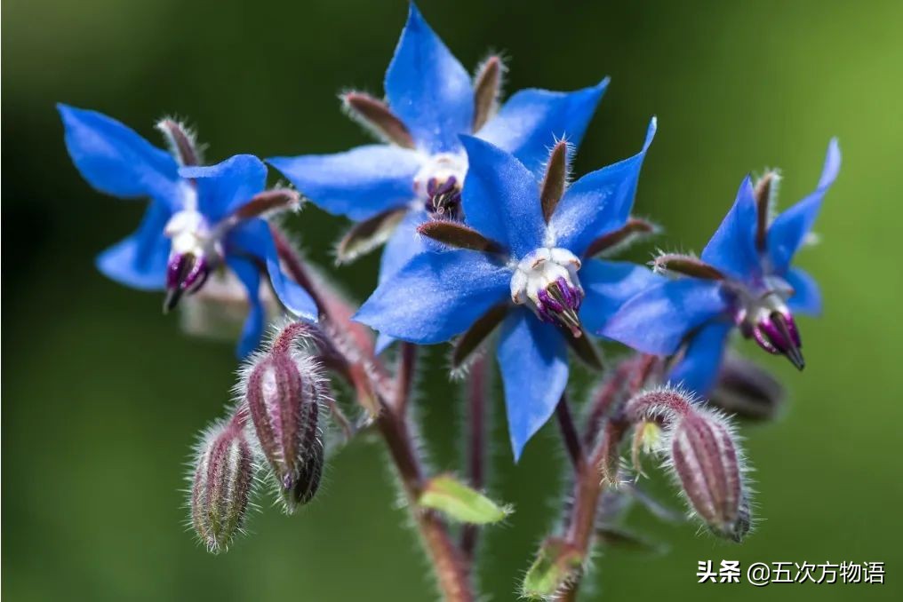 盤點16種歐洲菜市場的奇怪蔬菜,你吃過幾個?