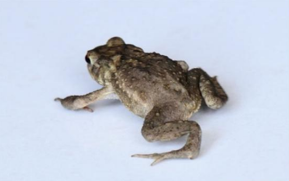 石蛙的肉质营养很高,那么怎么养殖石蛙,我来教大家