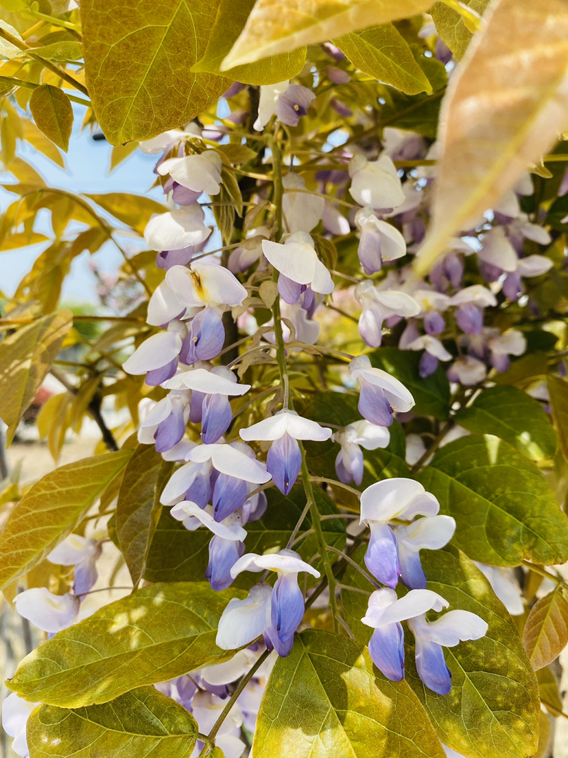 紫藤花图片,紫藤花图片高清