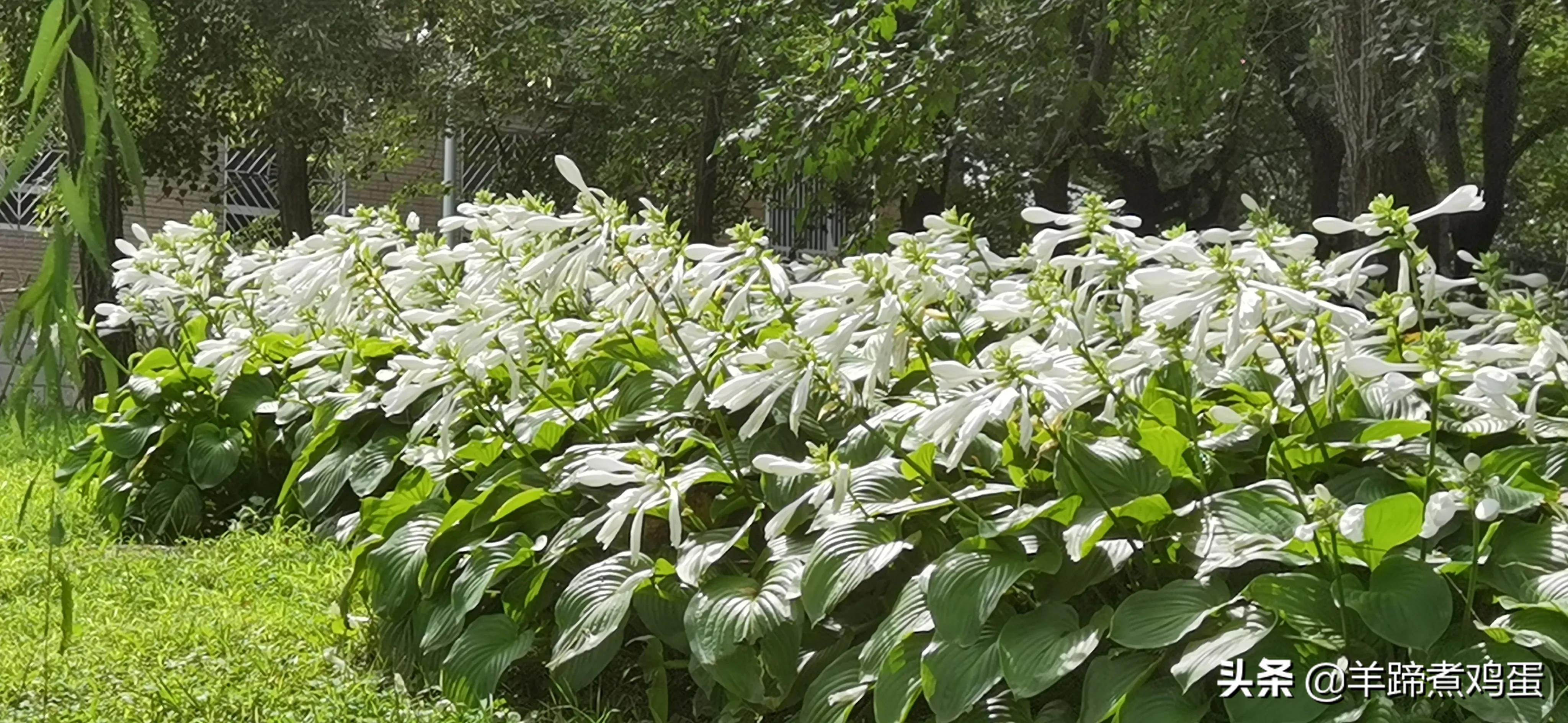 淫雨唤云行日隐耀霞红--雨后北京云空的美丽身影留下霞浓