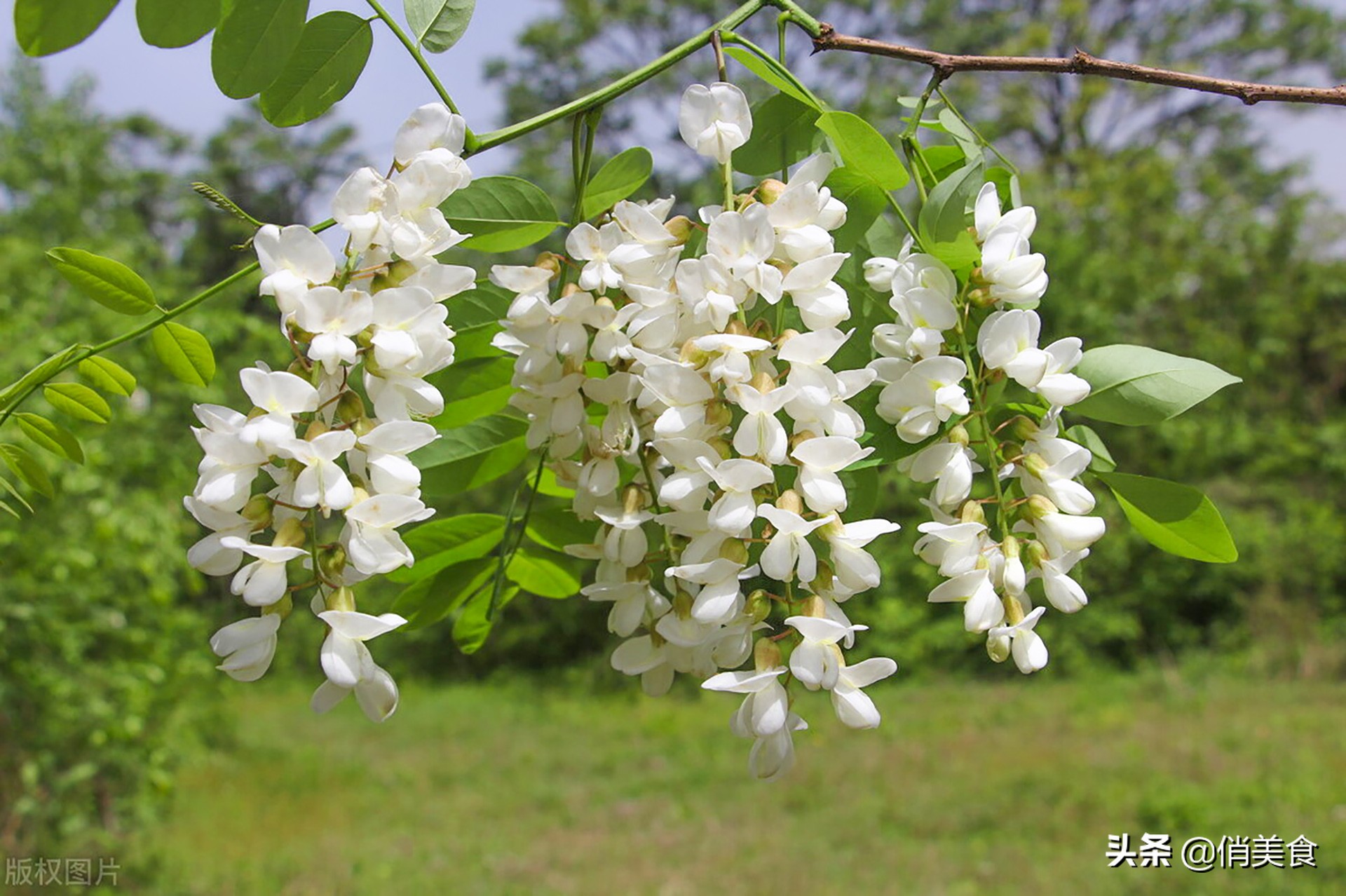 4月，这花能当菜吃，清香四溢惹人馋，一蒸一拌端上桌，连吃两碗_槐花_麦饭_时候