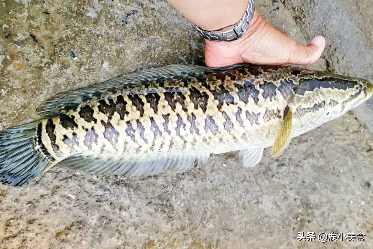 生魚又叫什麼魚手術後生魚湯怎麼煲