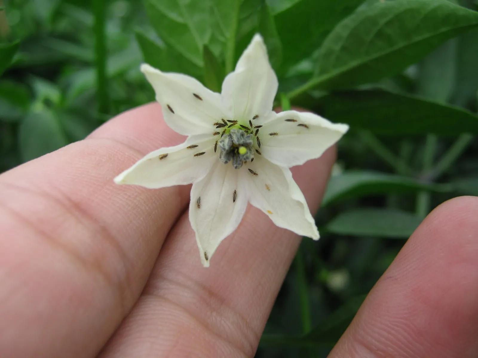 超越吡虫啉的新型杀虫剂，能治蓟马、蚜虫、飞虱，还能兼治地下虫