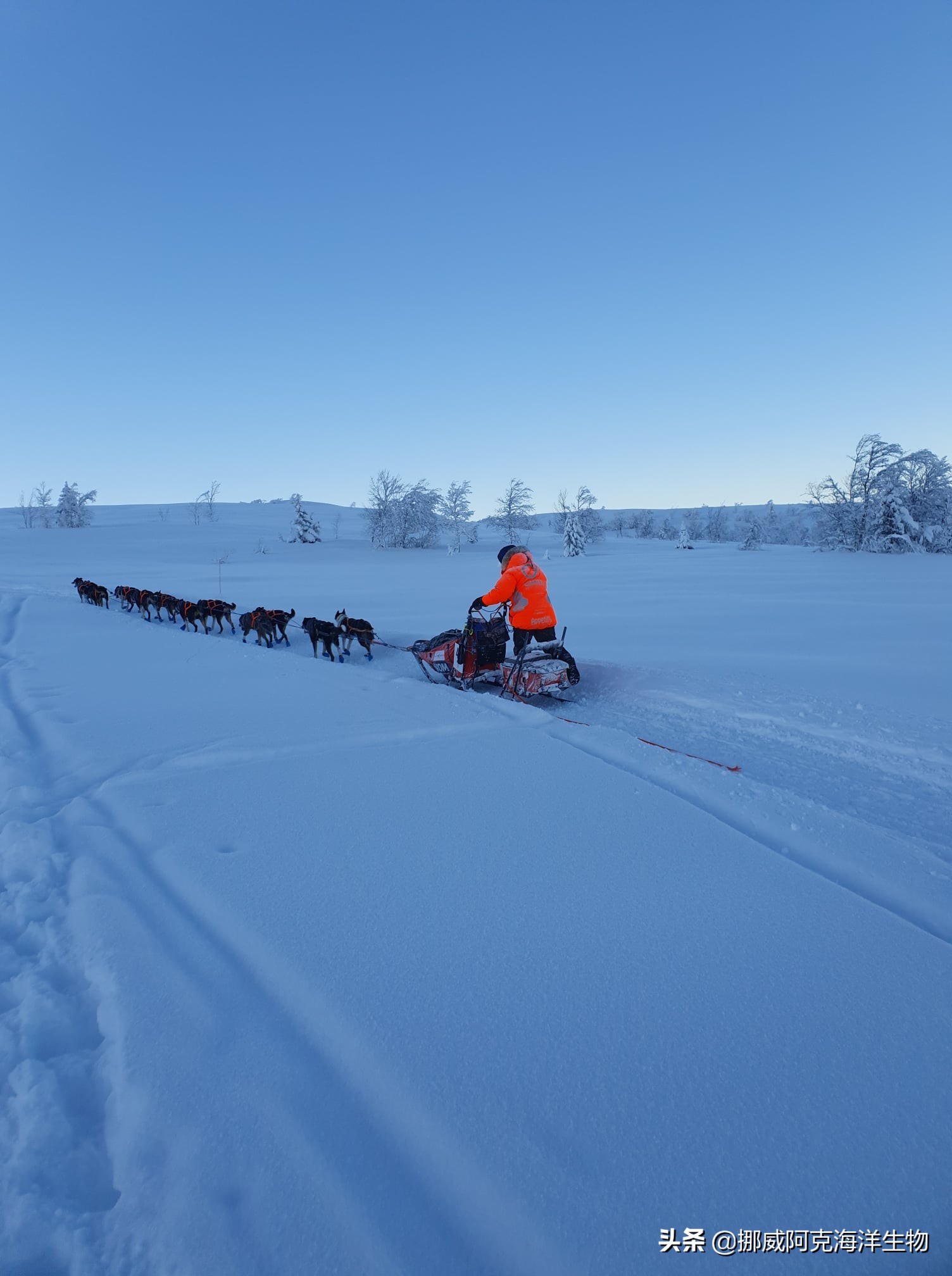 起初的狗拉雪橇只使用一到三只雪橇犬来拉一个手工小雪橇,并且雪橇犬