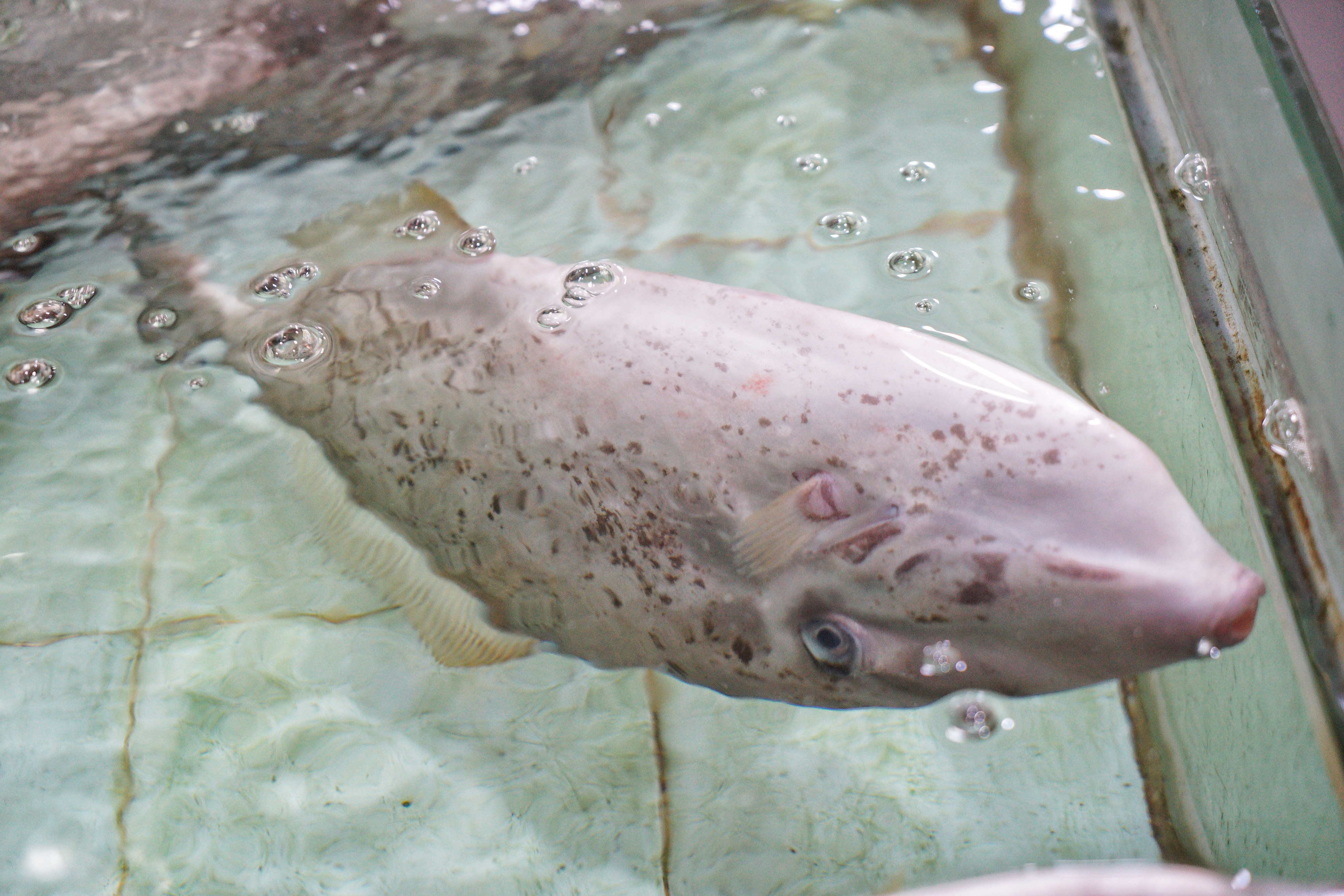 吃鱼生一绝的顺德海鲜私房菜