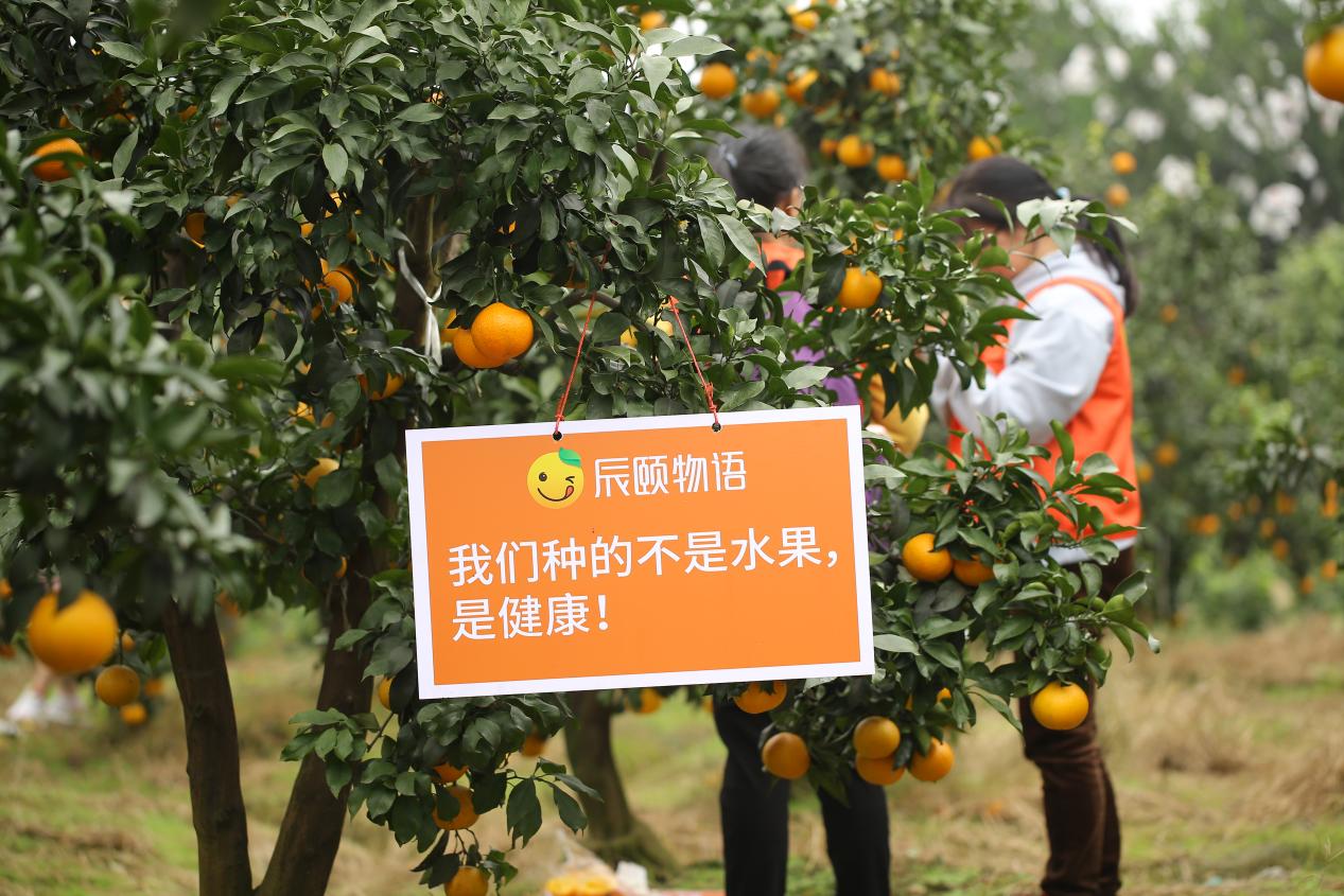 六小時爆賣五十五萬單！辰頤物語助力丹棱愛媛橙“甜滿中國”