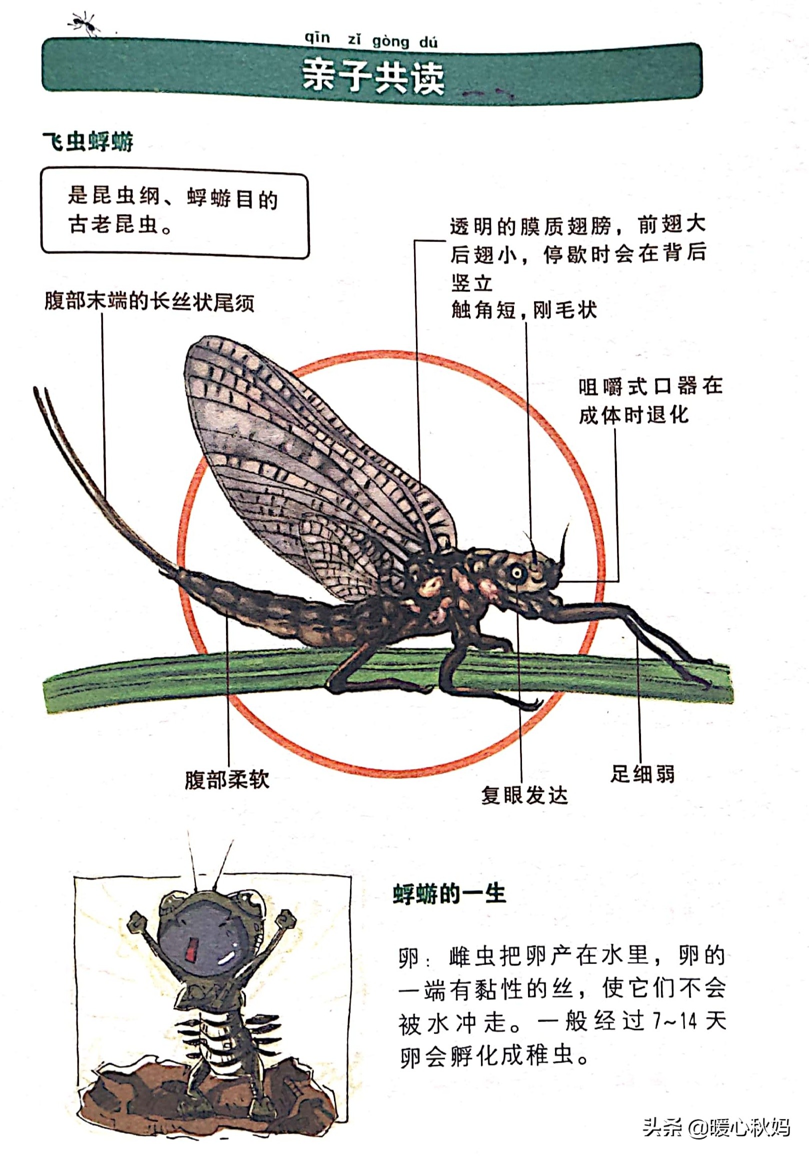 中国科学院昆虫专家审读的书，让孩子从认识昆虫百科开始喜欢阅读