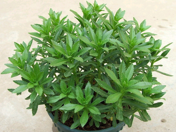 养心草怎么吃法(救心菜的功效和食用方法)