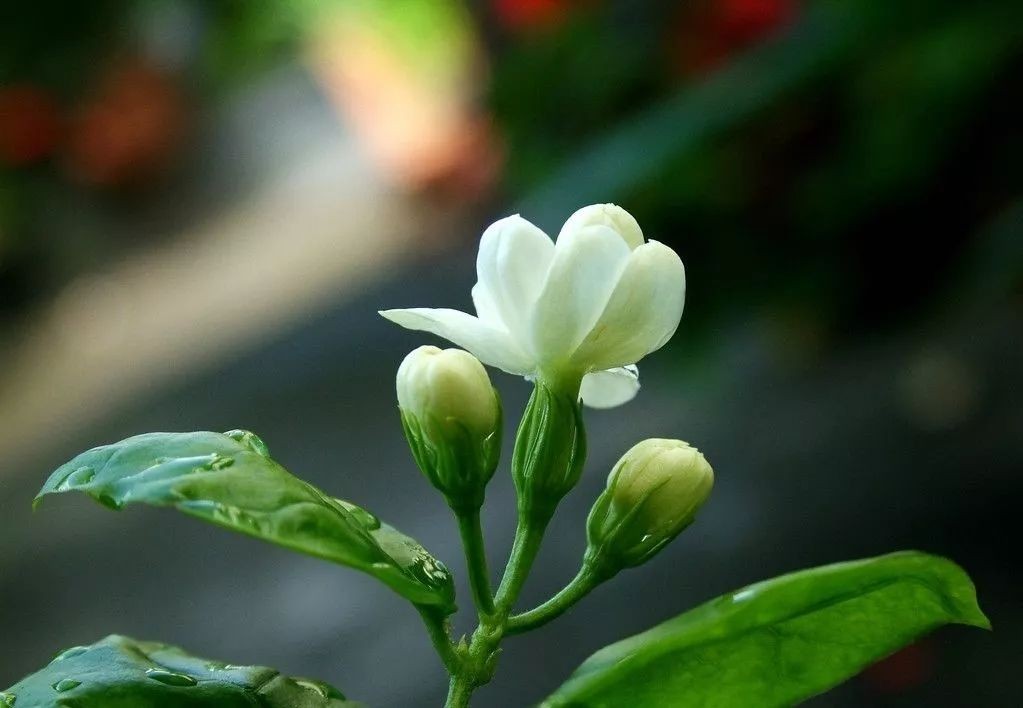 雨中花（七言绝句）