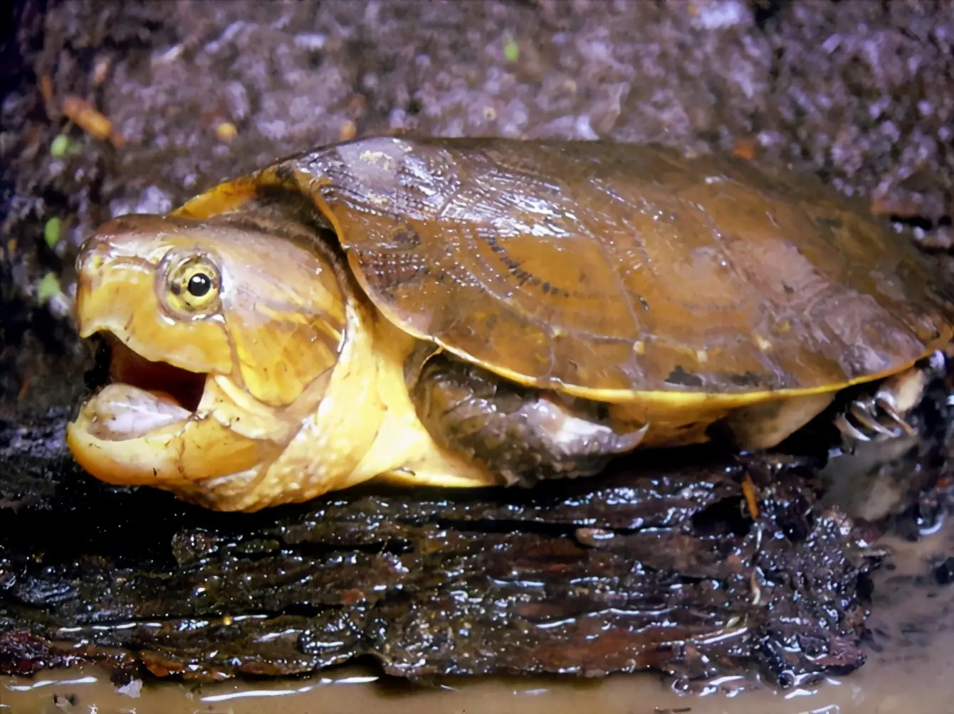乌龟的种类图片及名称（乌龟的品种图片）