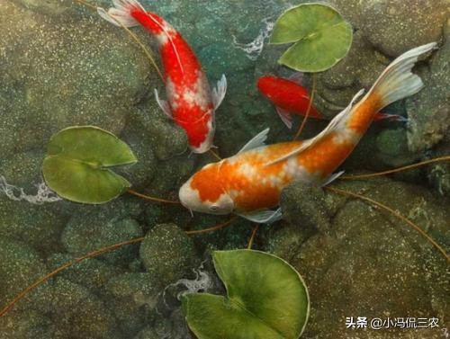 新手饲养锦鲤技巧：提高锦鲤存活率，减少锦鲤疾病发生