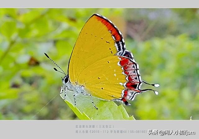 了解蝴蝶的特征与习性，拍好蝴蝶并不难，图说怎样拍摄好蝴蝶