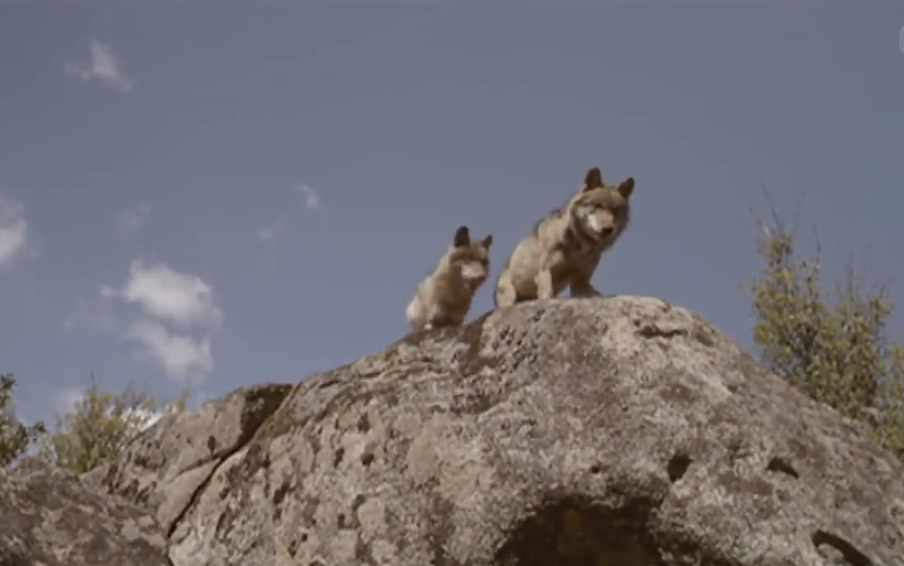 西班牙真实“狼孩”，与狼群一起生活了12年，后来怎么样了？