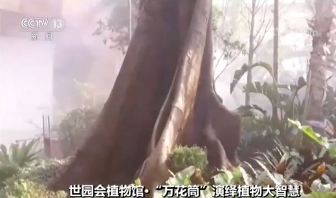 什么树最高？什么树会“武术”？植物也有大智慧