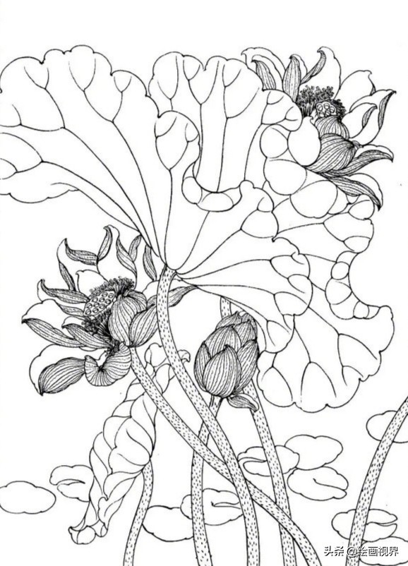 莲花的画法简笔画图片(工笔荷花线稿怎么画) - 赤虎壹号