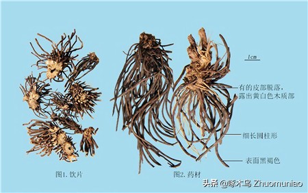 【清风典历】公仪休不受鱼