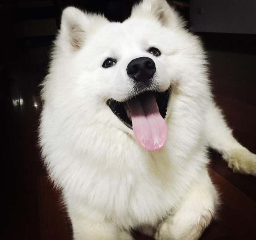 那么可爱的萨摩耶,难道你不心动吗?