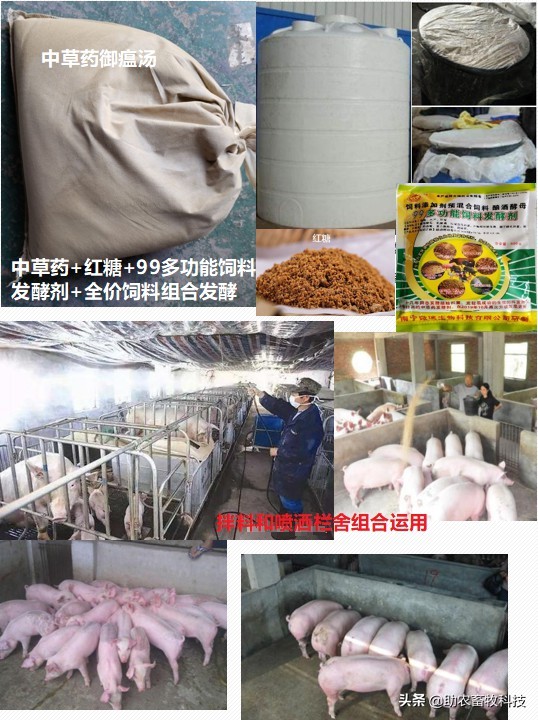 非瘟的症状及表现猪（非洲猪瘟的临床症状及快速净化技术）