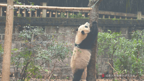 真爱都是“啃”出来的：被大熊猫啃，其乐无穷