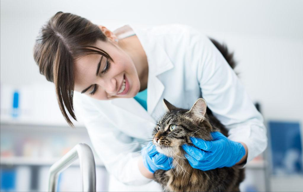 猫咪拉稀怎么办？