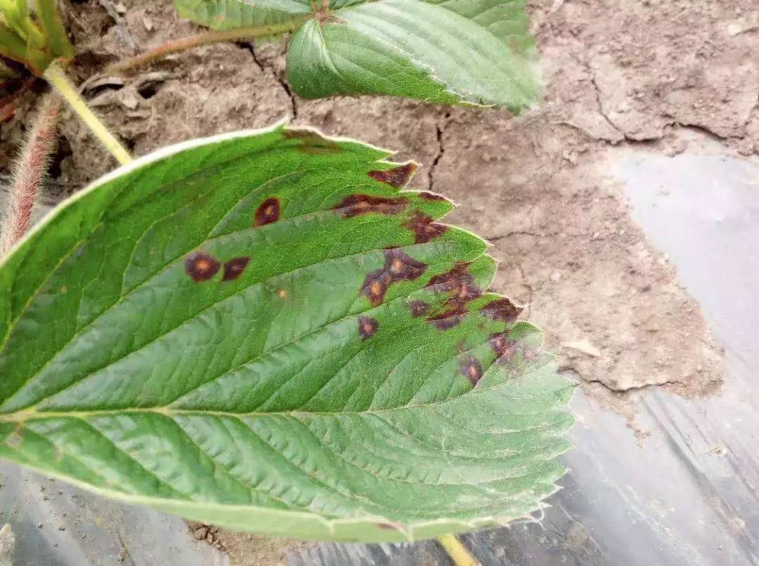 草莓叶部病害多容易混淆,高清图谱分析对比来了,附防治方案