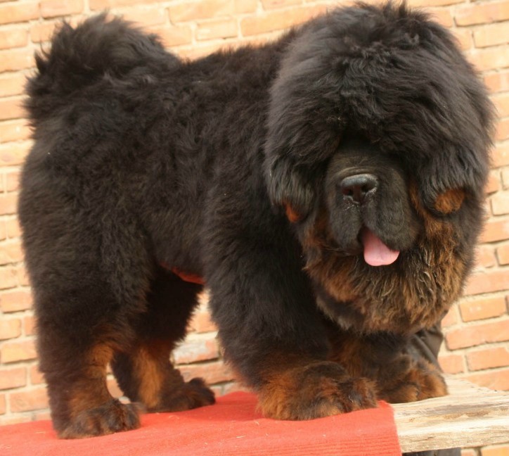 高加索犬圖片,高加索犬圖片價(jià)格