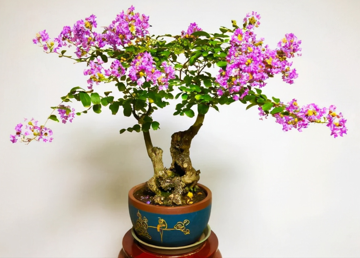 九种“吉祥树”，越老越值钱，越养越“富贵”